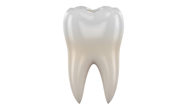 Realistic molar tooth isolated PNG on transparent background, dental anatomy model for educational and medical use, beige and white - Powered by Adobe