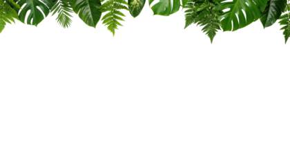 Decorative Green Leaves Border on a Transparent Background for Nature and Botanical Designs