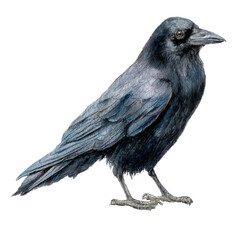 Fototapeta premium Black raven illustration isolated on transparent background