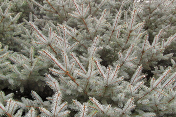 White spruce close-up