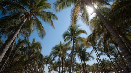 A tropical forest with palm trees and a clear blue sky. The trees are tall and lush, and the sky is bright and sunny