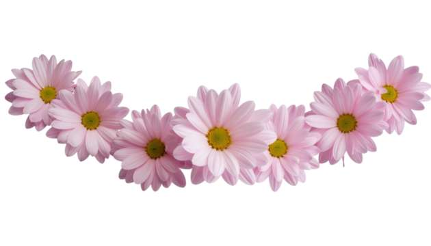 Cluster of Delicate Pink Daisy Flowers in a Gentle Arc Arrangement with Transparent Background