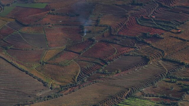 Colourfull vineyards during autumn in Douro Valley