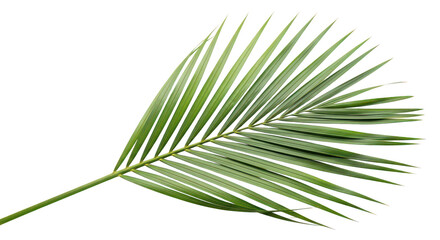 Obraz premium Isolated Green Palm Leaf On Black Background
