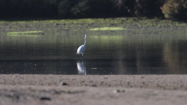 White heron searching for food in a river