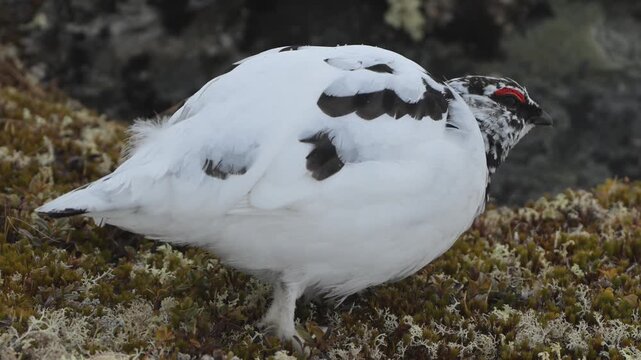 Handheld closeup of male rock ptarmigan eating from alpine moss and heather while pausing to look around