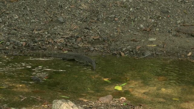 A monitor lizard patrols the riverbank in Tabin Wildlife Reserve, stepping into shallow water as it forages and scavenges for food in the jungle.