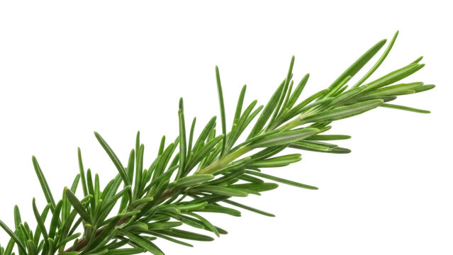 Fresh rosemary sprig PNG isolated on transparent background, aromatic herb for cooking and culinary design projects