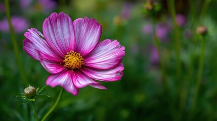 A beautiful pink and white flower with a yellow center. The flower is surrounded by green leaves and is the main focus of the image