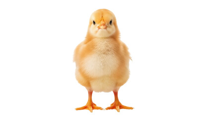 Adorable fluffy yellow chick isolated PNG, cute baby chicken standing on transparent background, farm animal for Easter and spring designs