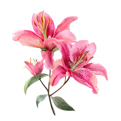 Pink lily bloom cluster isolated on transparent background