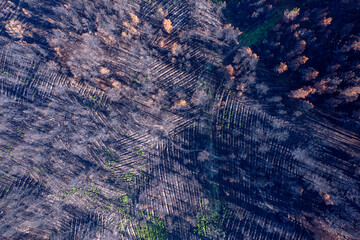Aerial view of burnt pine forest with orange needles