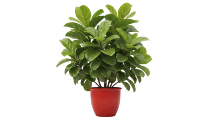 Fiddle leaf fig plant in red pot isolated PNG, trendy houseplant for modern home decor and interior design projects