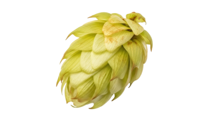 Fresh green hop cone isolated PNG, ingredient for beer brewing and herbal medicine on transparent background