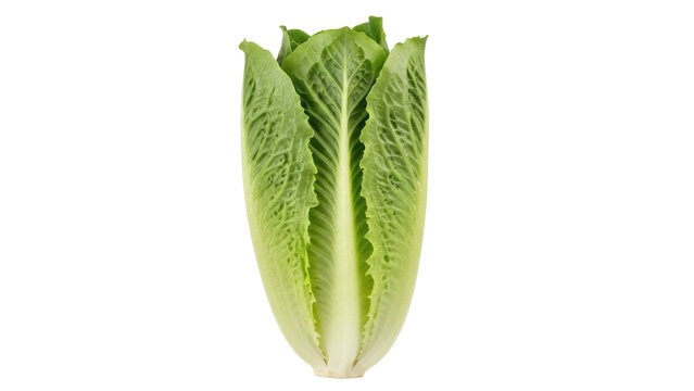 Fresh romaine lettuce isolated PNG on transparent background, healthy green vegetable for salads and vegetarian dishes - Powered by Adobe
