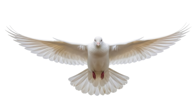 Elegant white dove flying isolated PNG on transparent background, symbol of peace and freedom for graphic design and religious projects