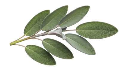 Fresh sage leaves isolated PNG, aromatic herb with velvety texture for culinary and medicinal use on transparent background