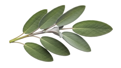 Fresh sage leaves isolated PNG, aromatic herb with velvety texture for culinary and medicinal use on transparent background