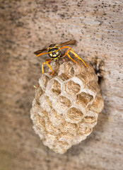 Close up of a paper wasp queen guarding her nest