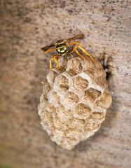 Close up of a paper wasp queen guarding her nest