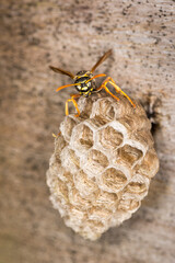 Close up of a paper wasp queen guarding her nest