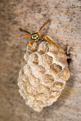 Close up of a paper wasp queen guarding her nest