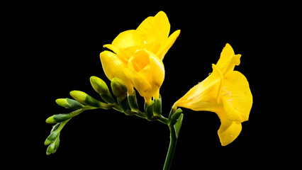 Vibrant Yellow Freesia Flowers and Buds on Black Backdrop