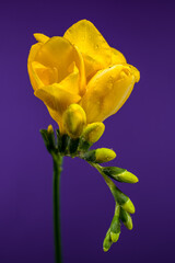 Vibrant Yellow Freesia Flowers and Buds on Bold Purple Backdrop