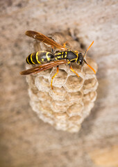 Close up of a paper wasp queen guarding her nest