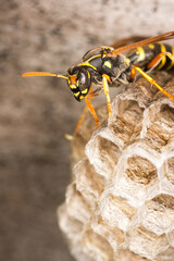Close up of a paper wasp queen guarding her nest