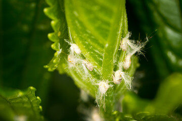 Close up of Zorion guttigerum, commonly known as the Flower longhorn beetle, which is an endemic species of beetle in New Zealand