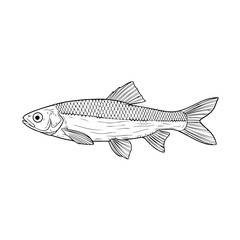 Naklejka premium Modern Fish Illustration Vector
