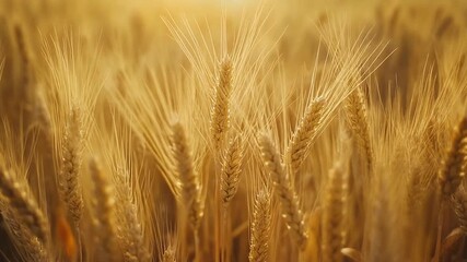 5-second slow motion of golden wheat field swaying in wind rural farmland warm s_4k.mp4 - Powered by Adobe