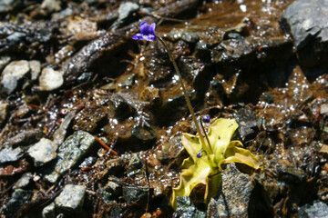 Horned Butterwort (Pinguicula macroceras ssp. nortensis) in bloom, growing in wet serpentine rocks, Northern California