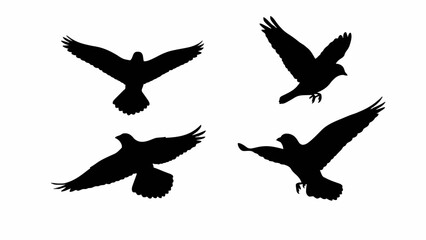 Obraz premium Silhouette of Flying Birds Collection Elegant Wildlife in Motion for Creative Designs and Nature Enthusiasts