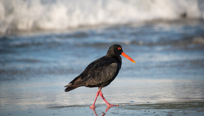 closeup of variable oystercatcher isolated against out of focus beach scene