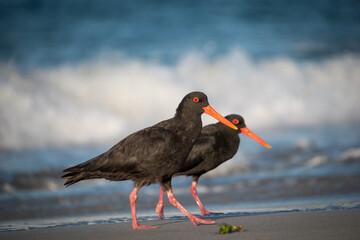 closeup of variable oystercatcher isolated against out of focus beach scene