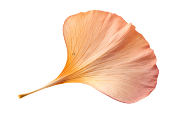 Single Dried Peach Ginkgo Petal Isolated on Transparent Background