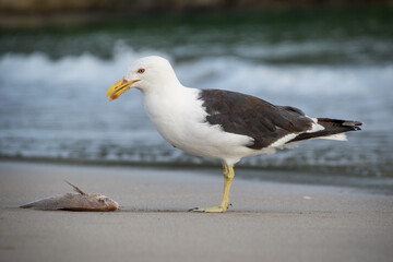 Southern black backed Gull or mollyhawk eating a fish on the beach