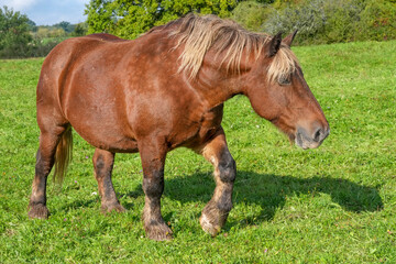 Fototapeta premium Comtois-Pferd auf der Weide