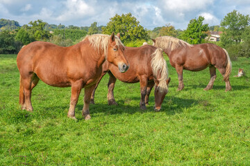 Obraz premium Comtois-Pferde zu dritt zusammen auf der Weide