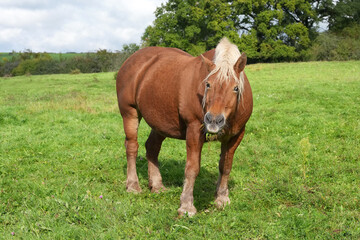Comtois-Pferd auf der Weide zieht eine Schnute