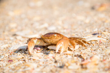 
close up of paddle crab on sandy beach