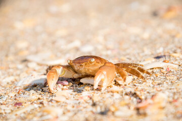 
close up of paddle crab on sandy beach