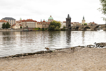 Obraz premium Charles Bridge, Vltava river and ducks view with copy space in Prague