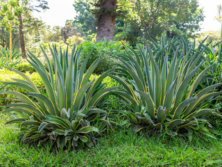 Fototapeta premium Detailed Green and Yellow Agave Plant in a Garden Setting