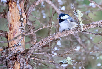 Titmouse on a branch in winter