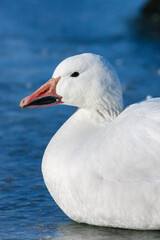 Portrait of a white Snow Goose sitting on a frozen pond