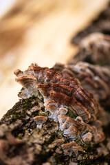 close-up of false turkey tail mushroom growing on wood