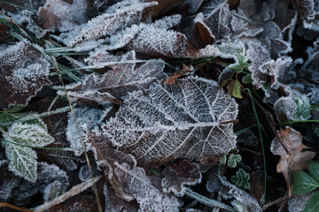 frost covered leaves on the ground in winter